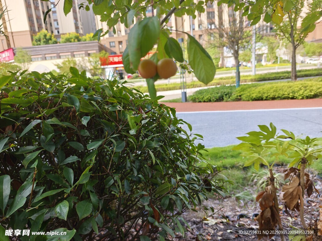 路边绿植景观