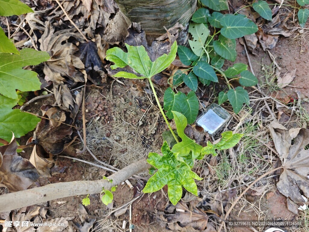 野外生长的绿色植物