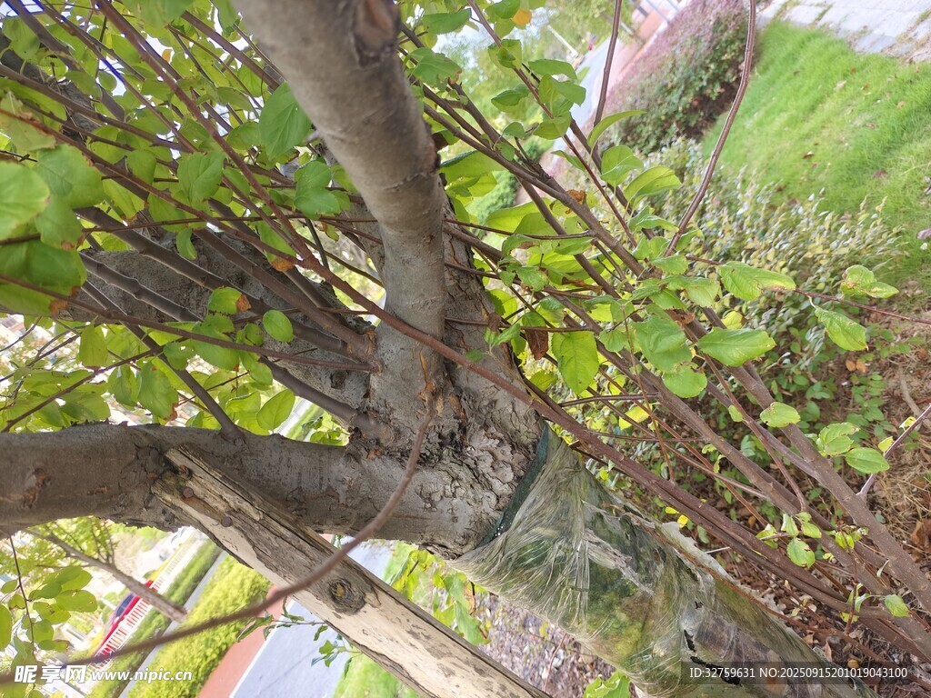 繁茂树枝下的自然景致