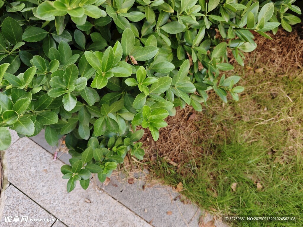 路边绿植景观