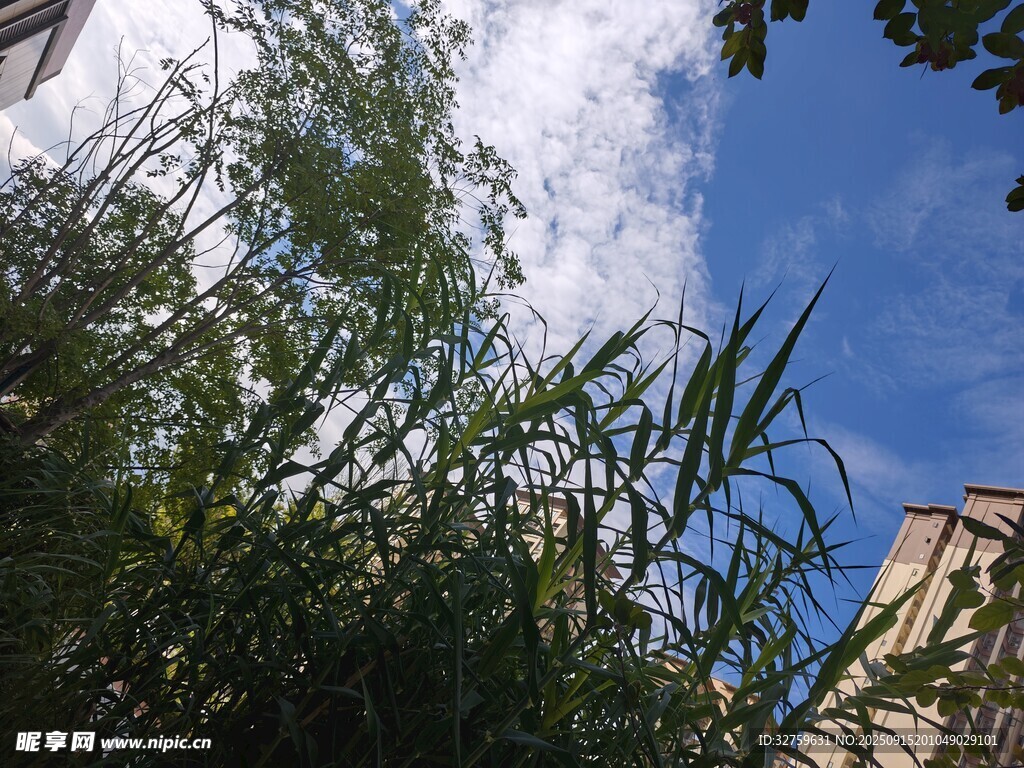 蓝天绿植下的城市一角
