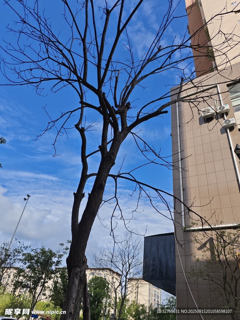 蓝天枯树旁的建筑物
