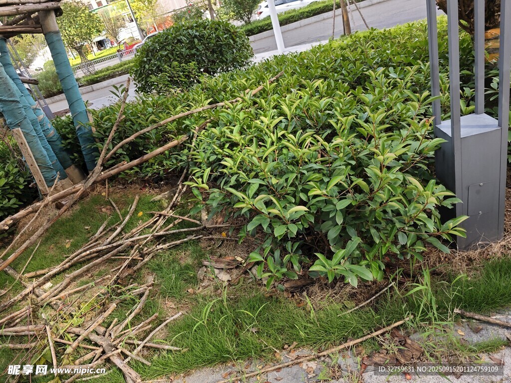 路边倒伏绿植与散落枝条