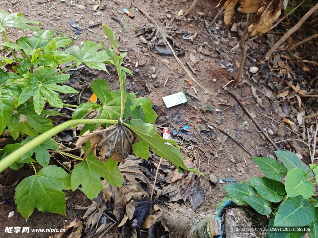 花园中的绿植与泥土