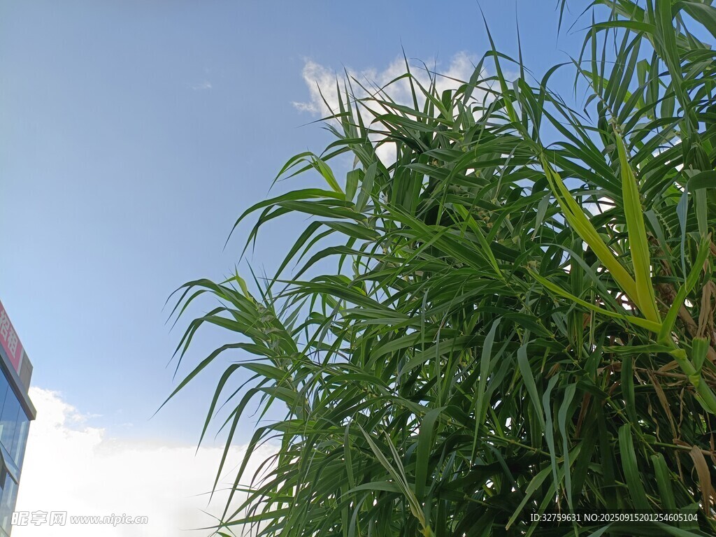 蓝天旁的葱郁绿色植物