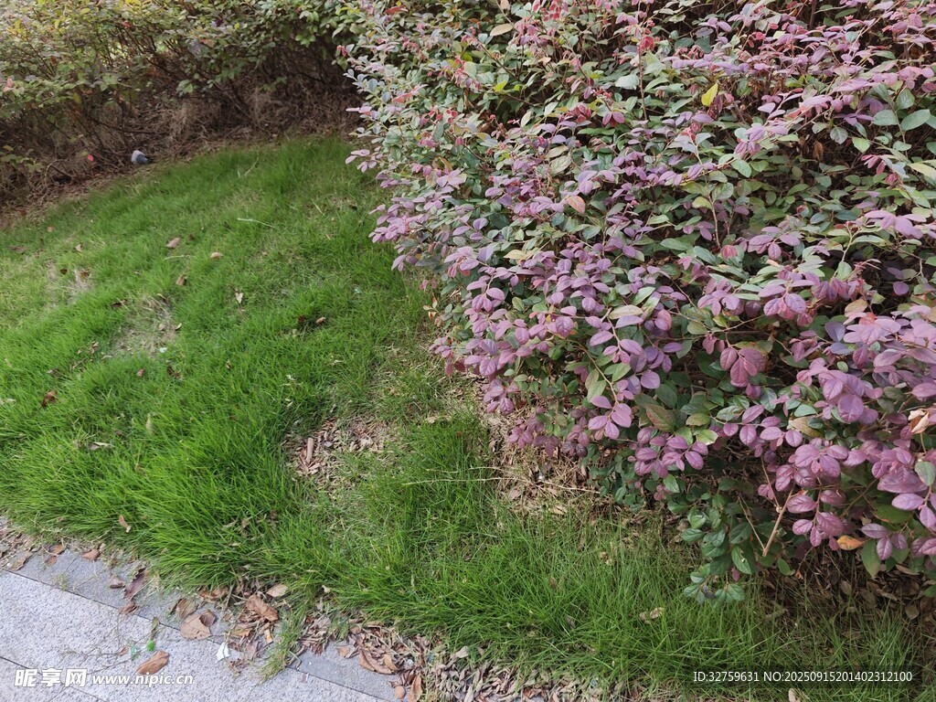 路边繁花与翠绿草地