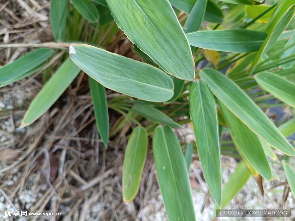 翠绿竹叶与盘根景象