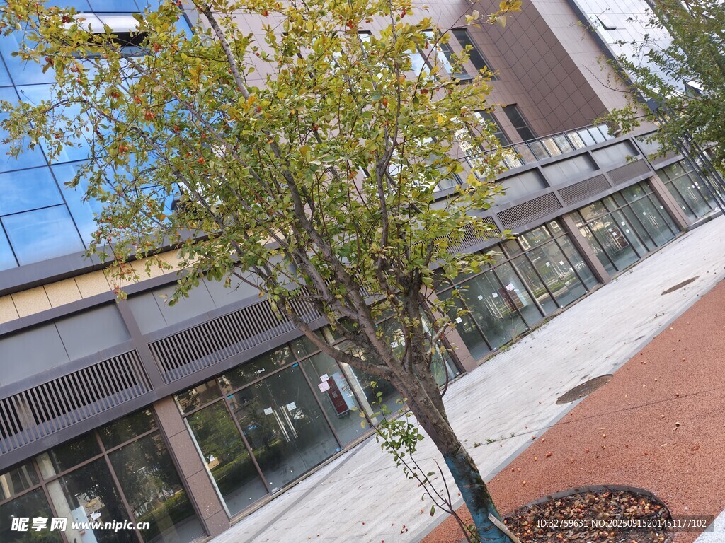 城市街道旁的开花树木