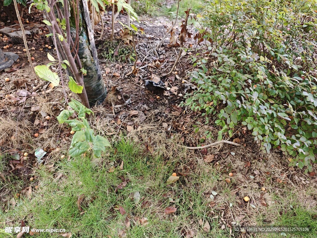 林间泥土与绿植景象