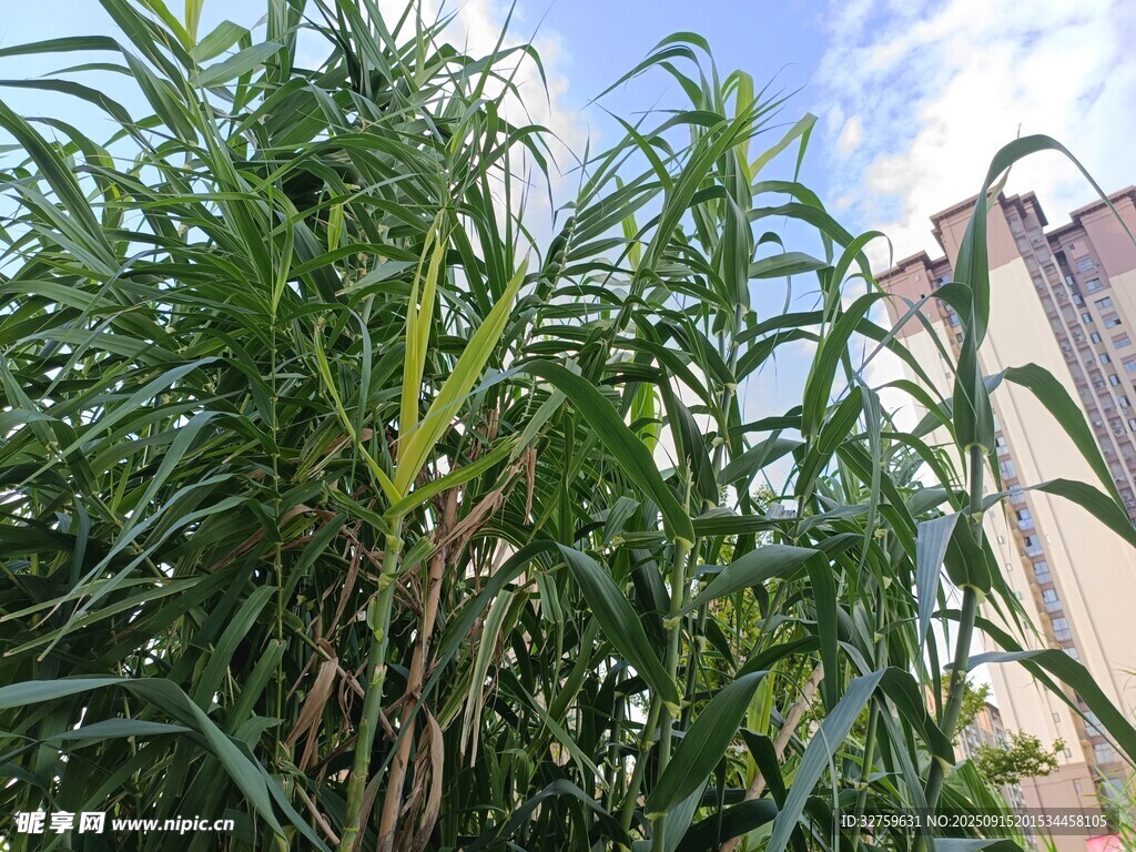 高大挺拔的绿色芦苇植物