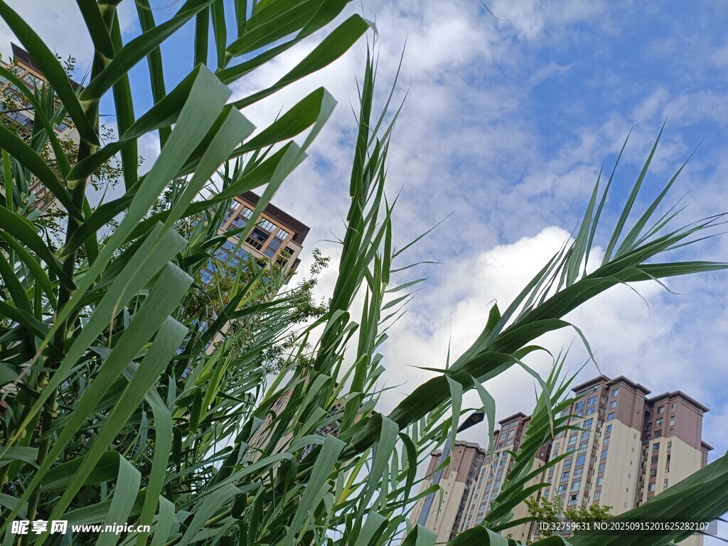 绿叶蓝天与远处高楼