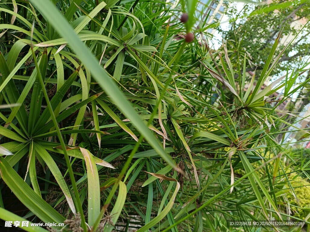茂密绿植景观