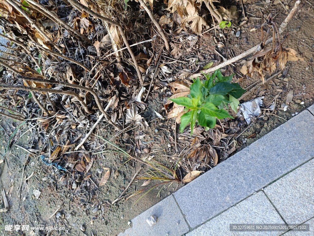 墙角新生绿叶