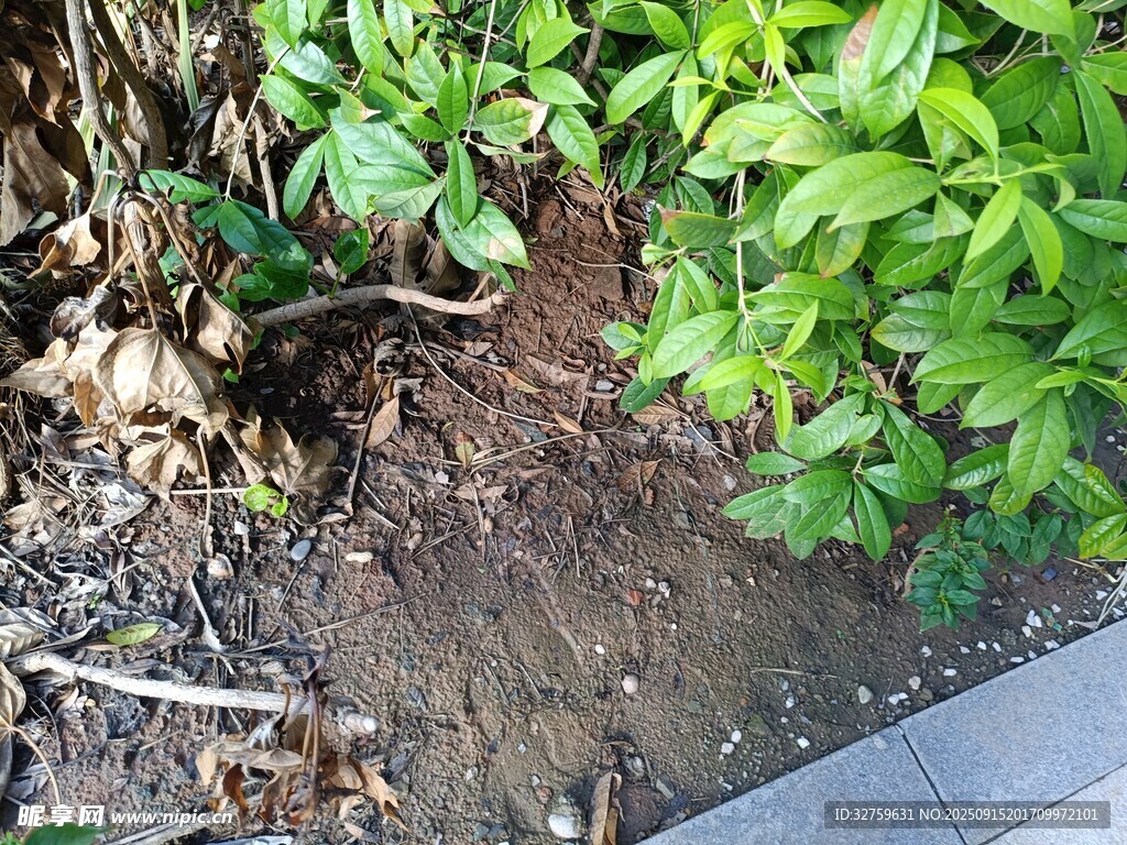 地面绿植与裸露泥土景象