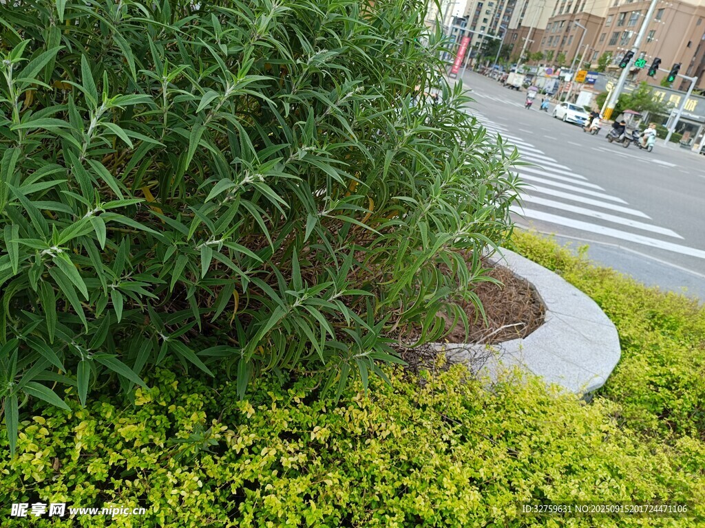 路边绿植景观