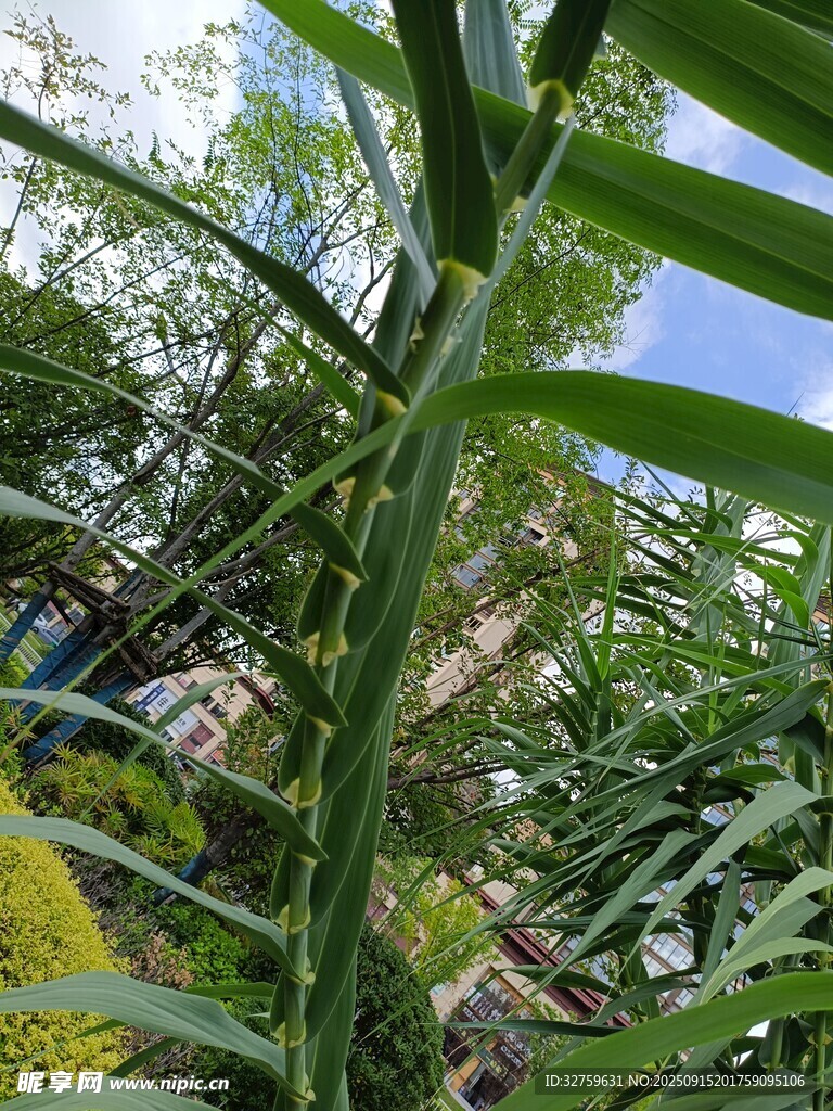 繁茂绿植 