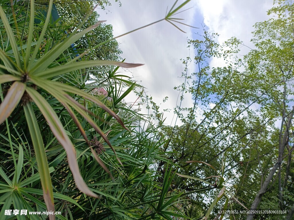 繁茂绿植与天空美景