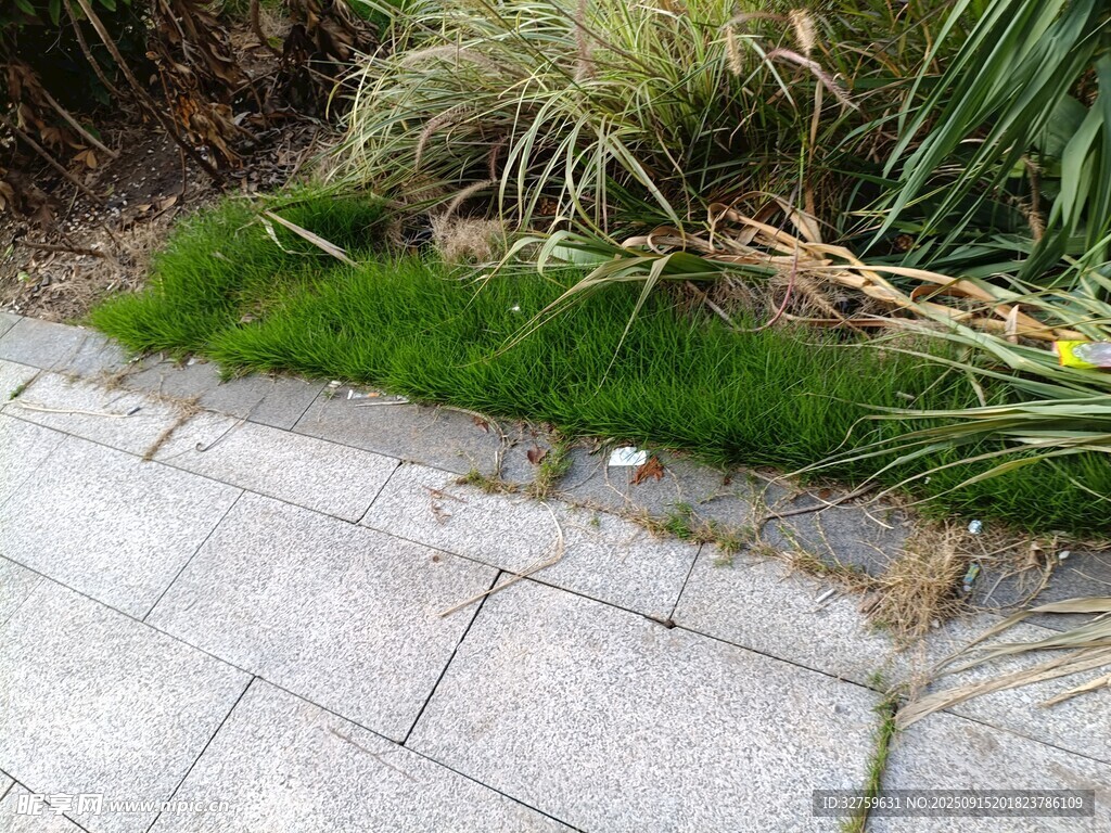 路边草地与石板路景色