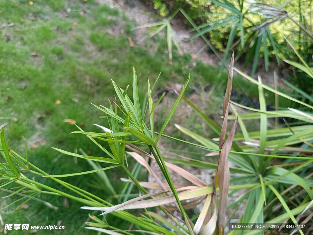 嫩绿草丛中的新生植物