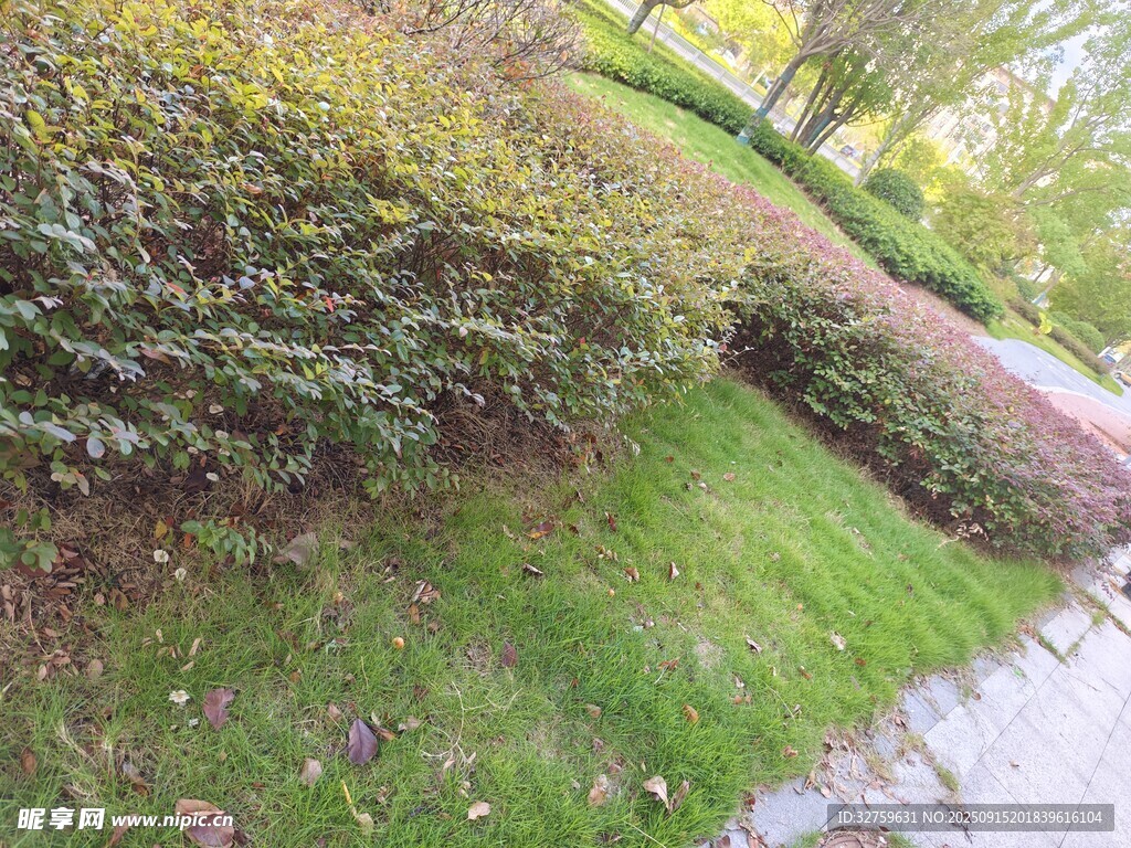 路边绿植景观
