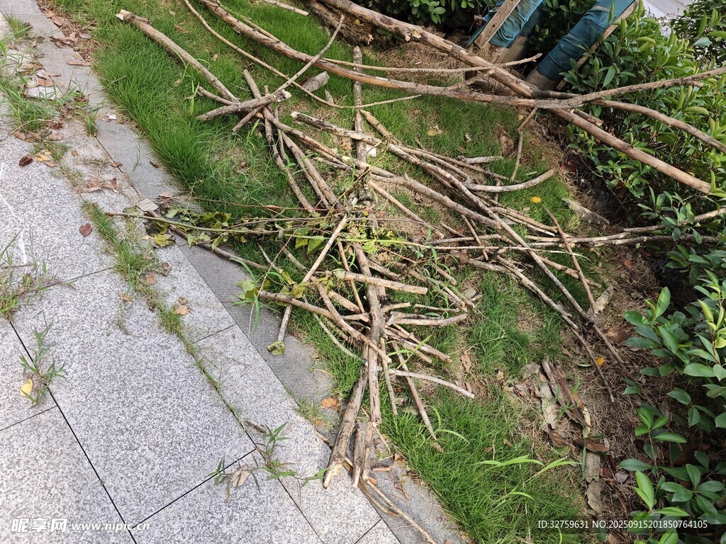路边倒伏的杂乱树枝