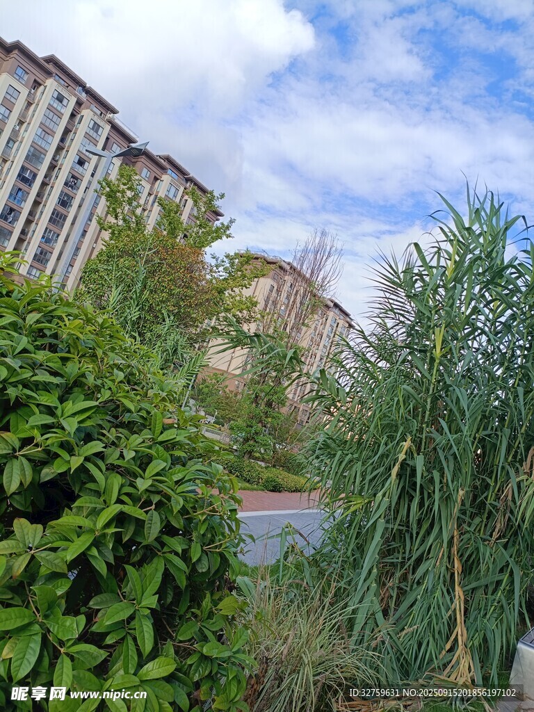 城市绿植与建筑景观