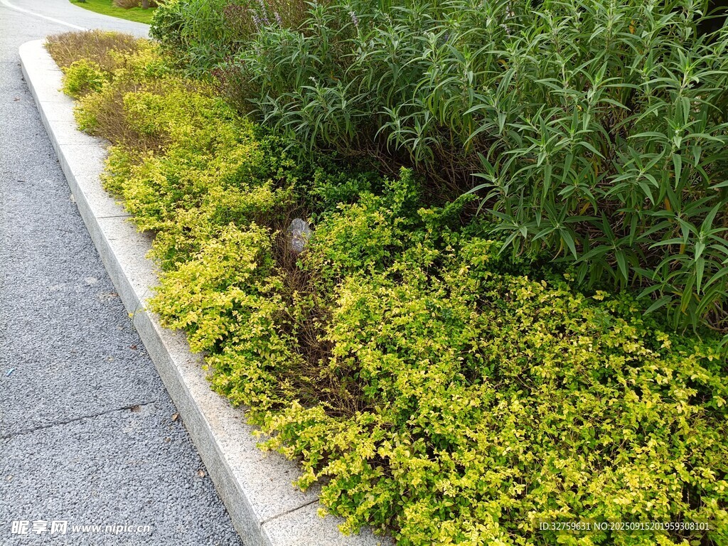 路边绿植景观