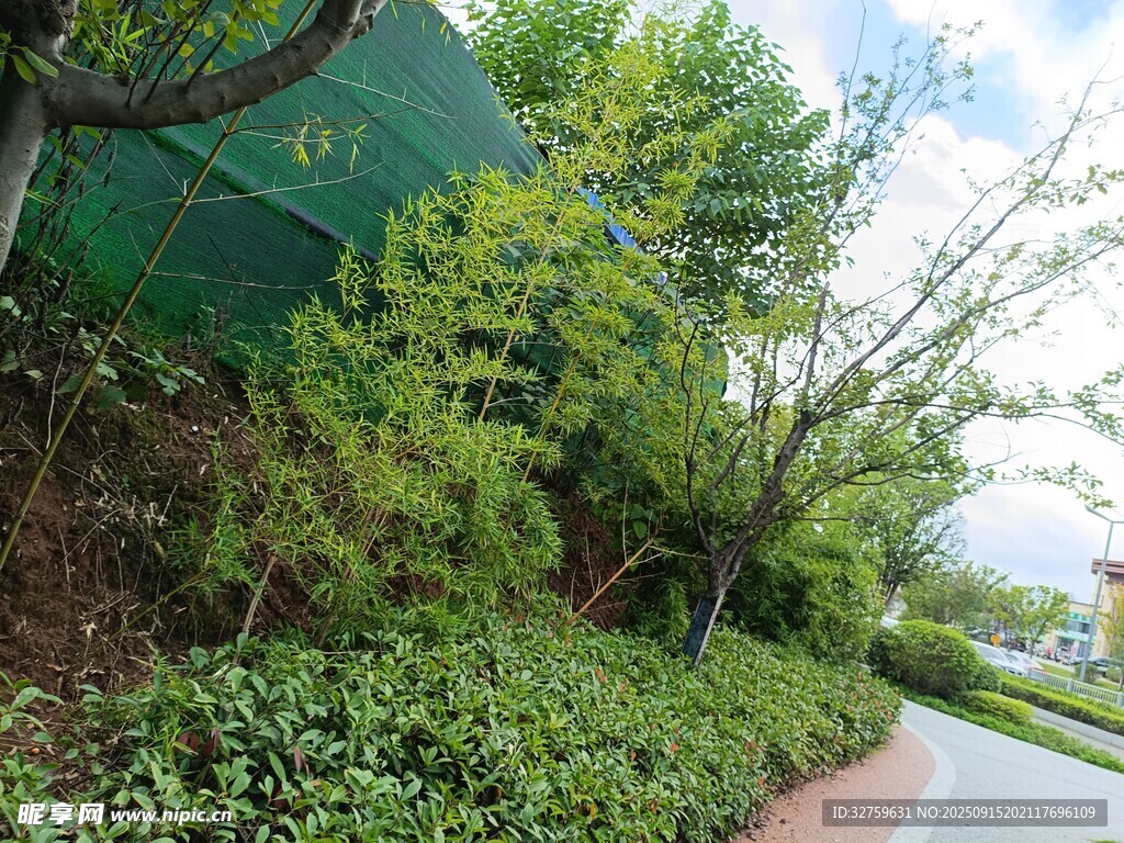路边绿意盎然的植物景观