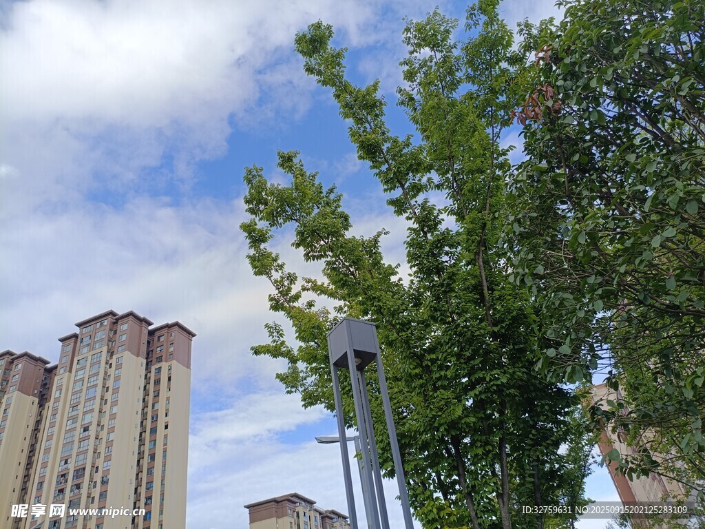 城市绿树与高楼景观