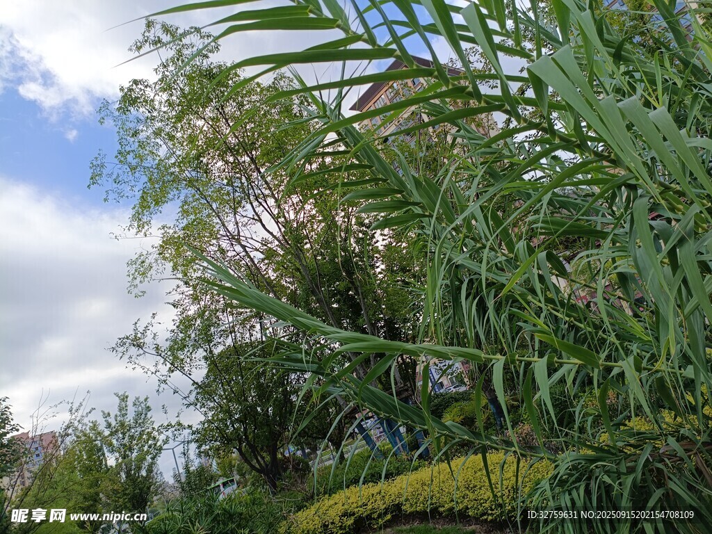 户外繁茂绿植景观