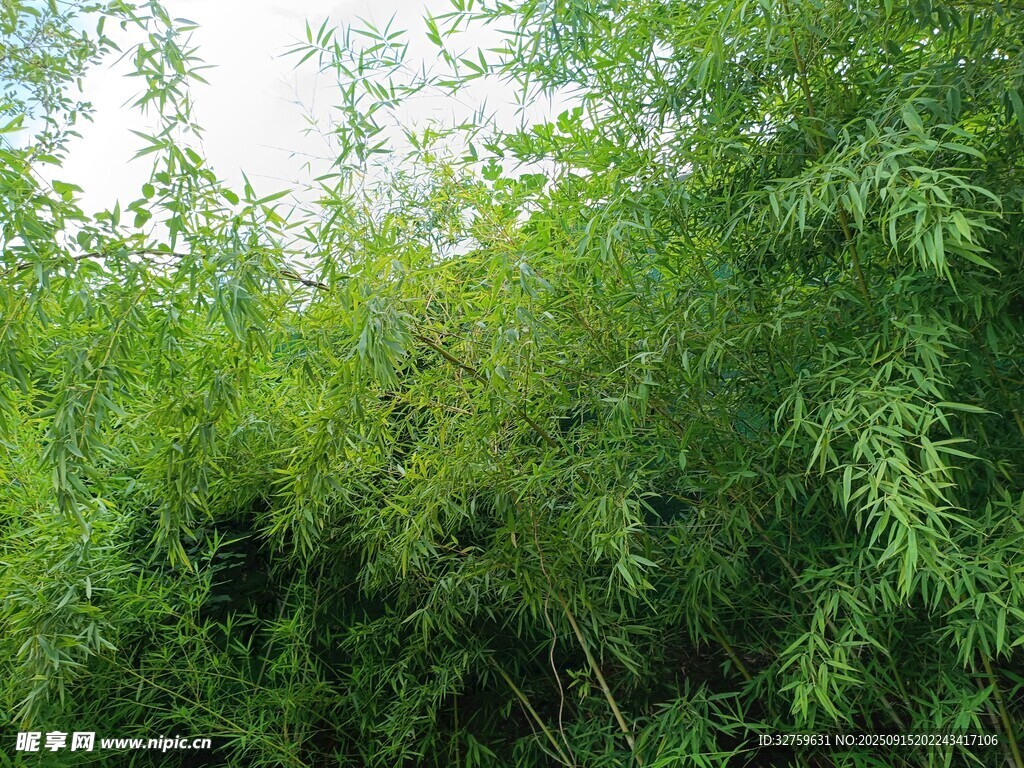 茂密翠绿的野外竹林景观