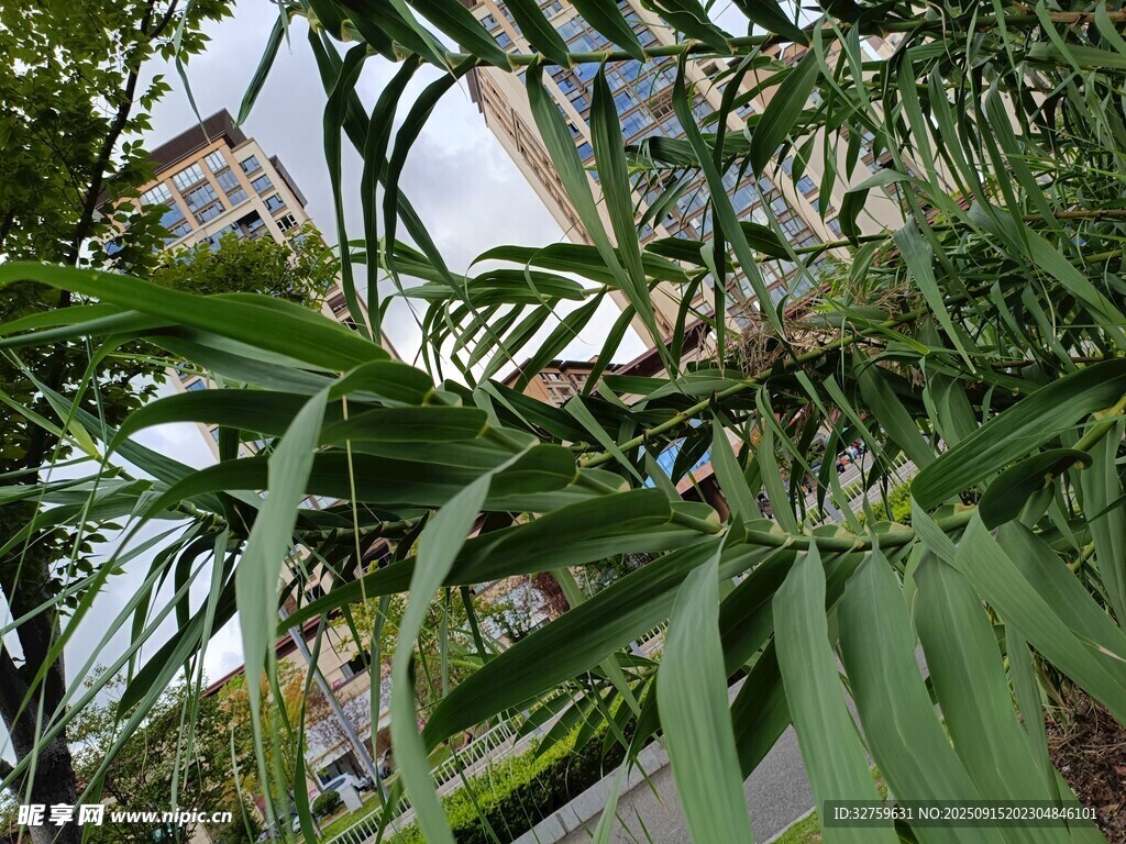 翠绿叶片下的城市景致