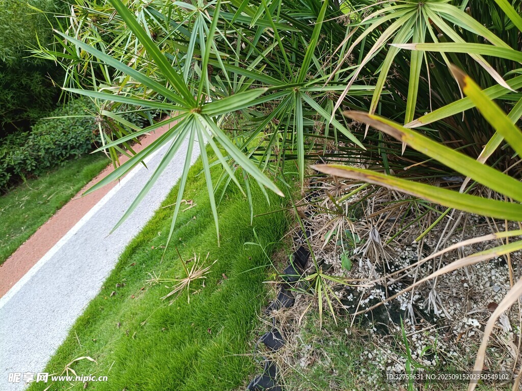 庭院绿植景观一角