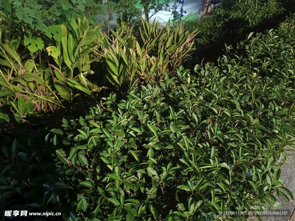 路边繁茂绿植景观