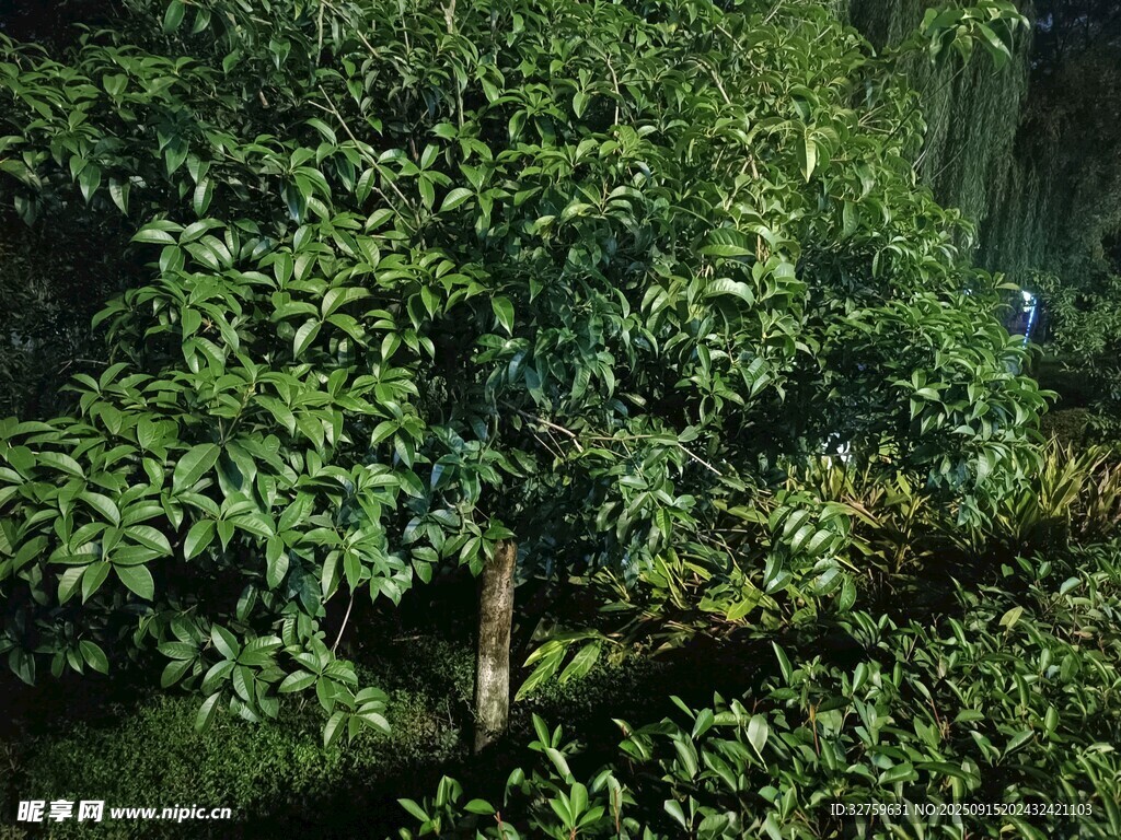 茂密树林中的繁茂绿植