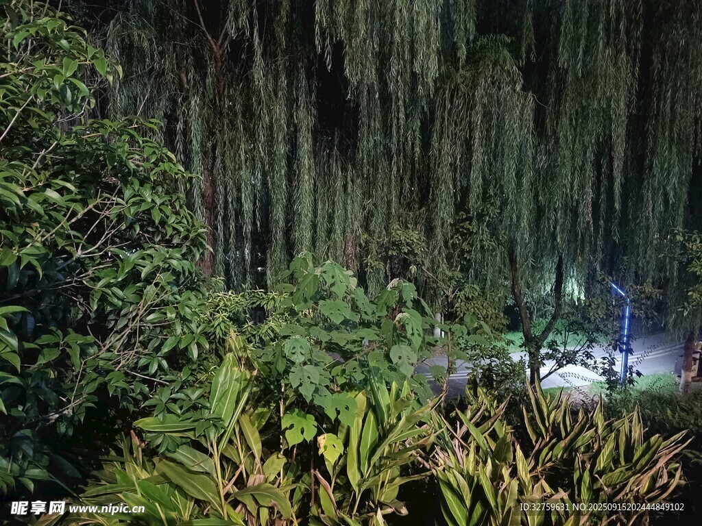 雨林中垂下的葱郁藤蔓