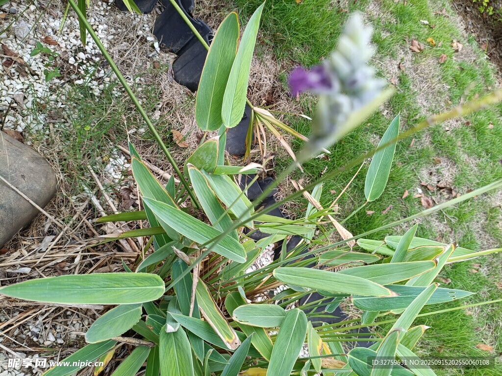 绿叶植物特写