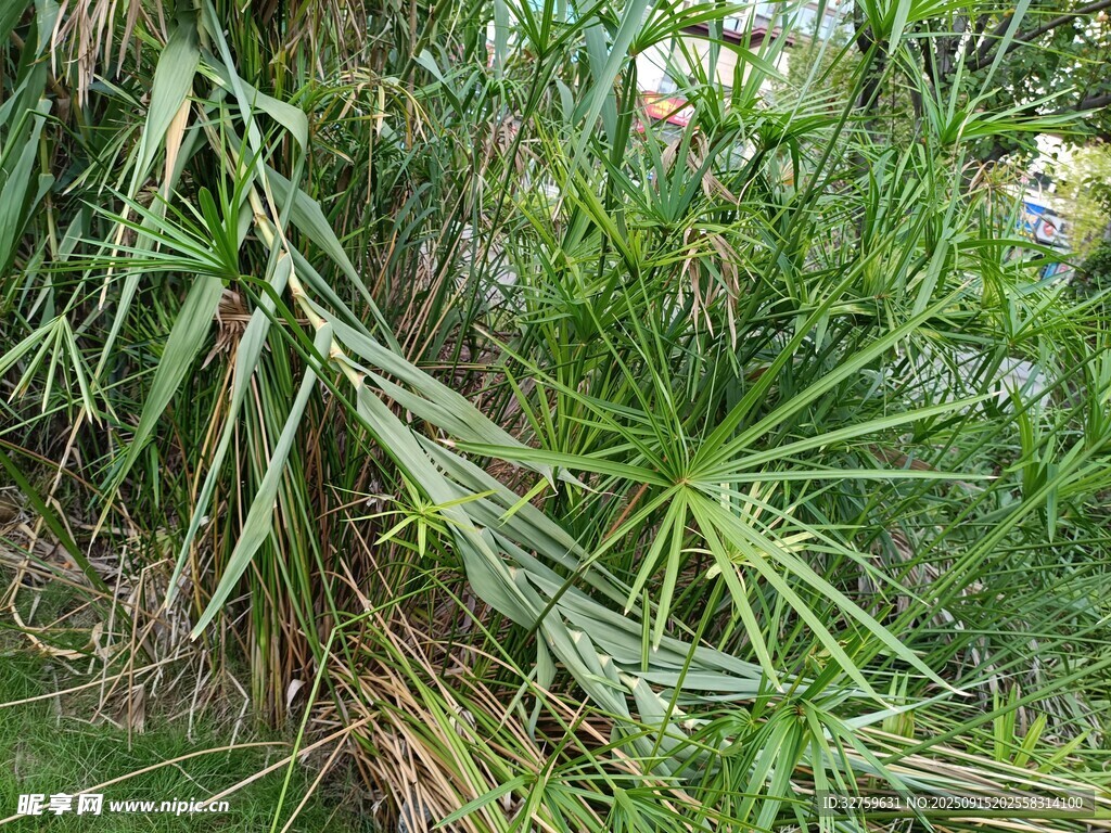 茂密绿植景观