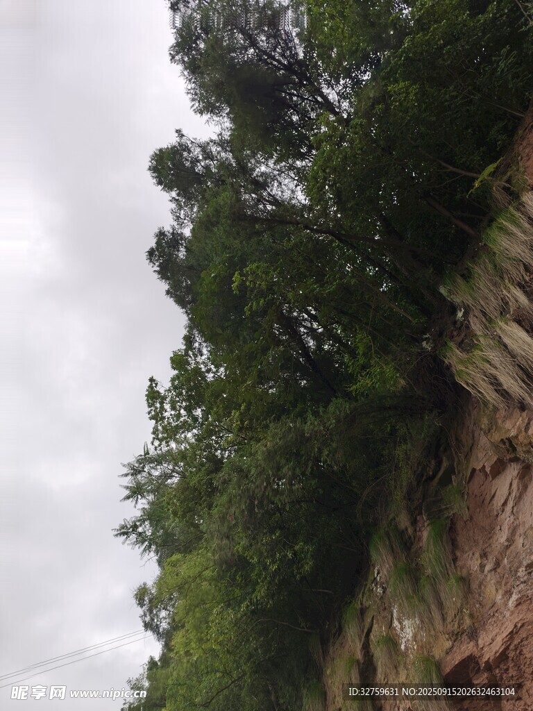 峭壁上的葱郁树林