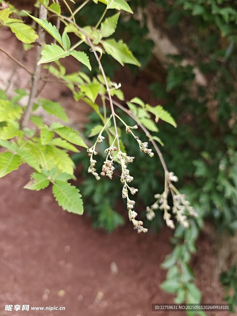 绿叶间的白色小花