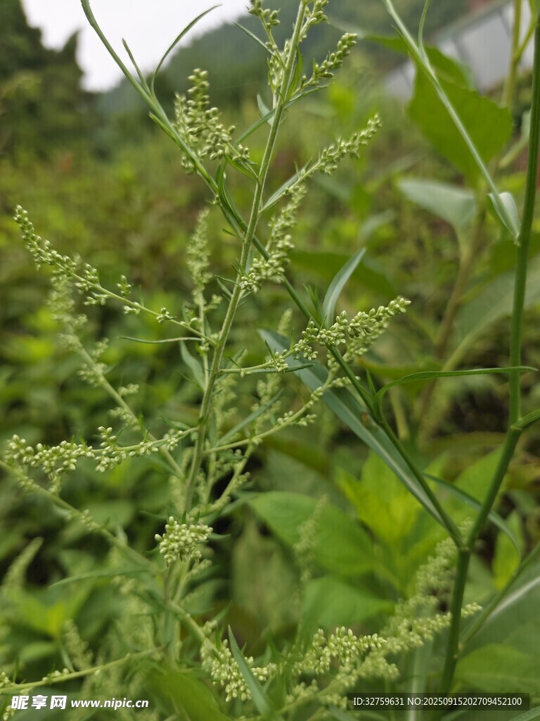 田野中的绿色植物