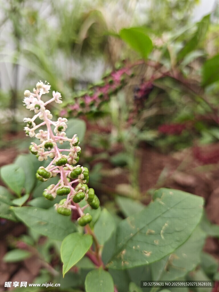 绿叶间的穗状小花