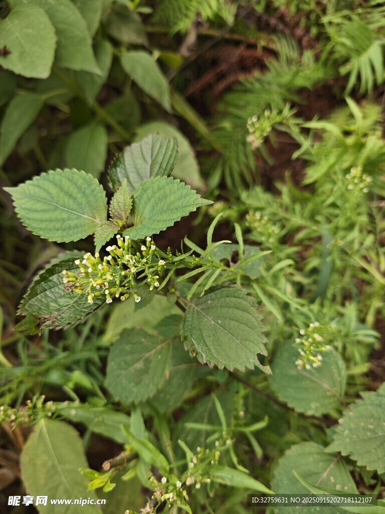 绿叶间的黄色小花