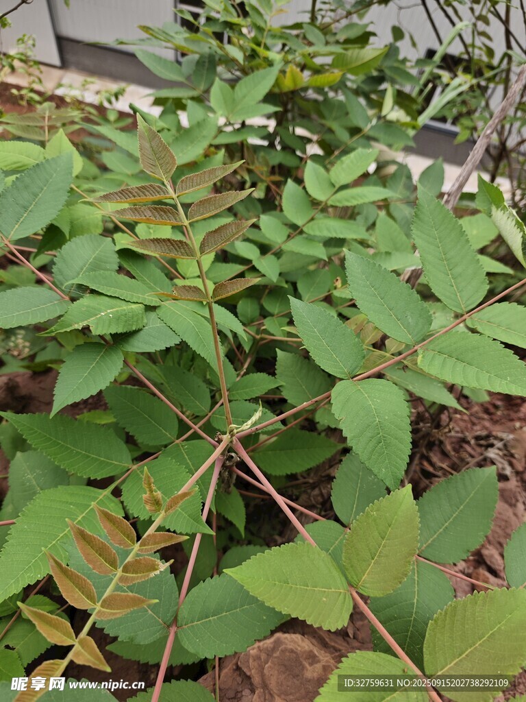 绿叶植物特写