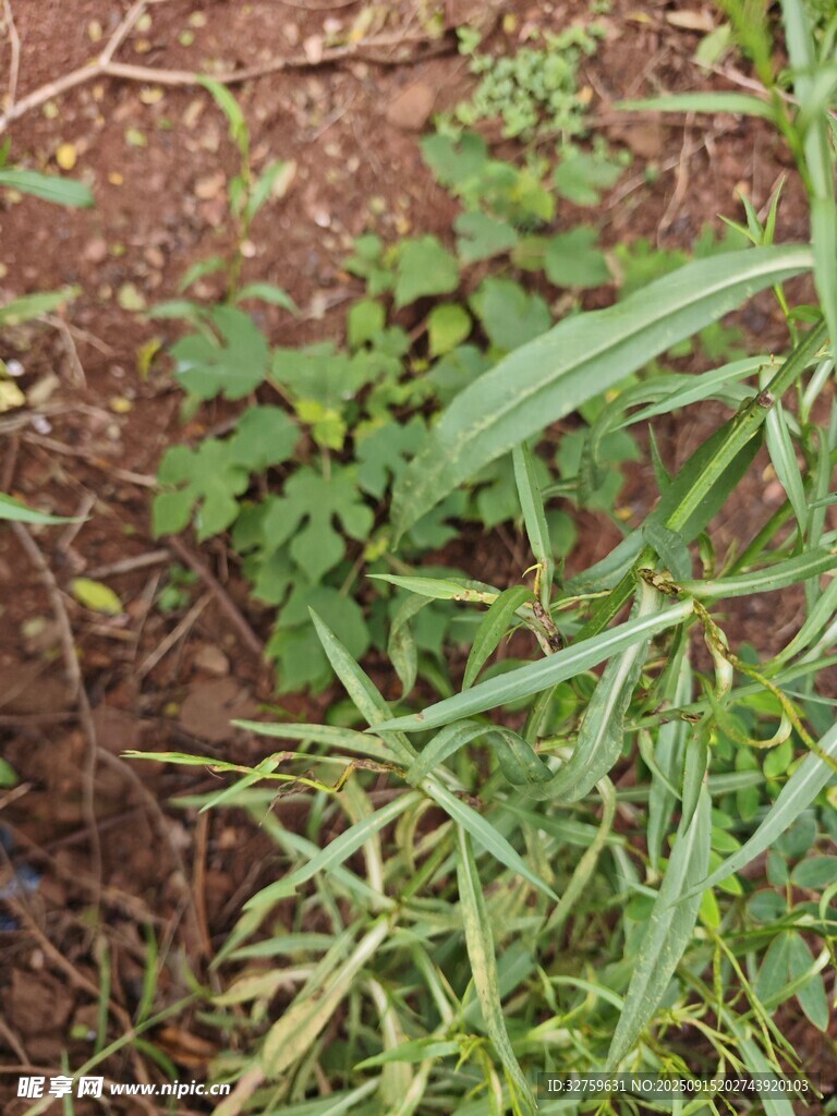 田间嫩绿杂草