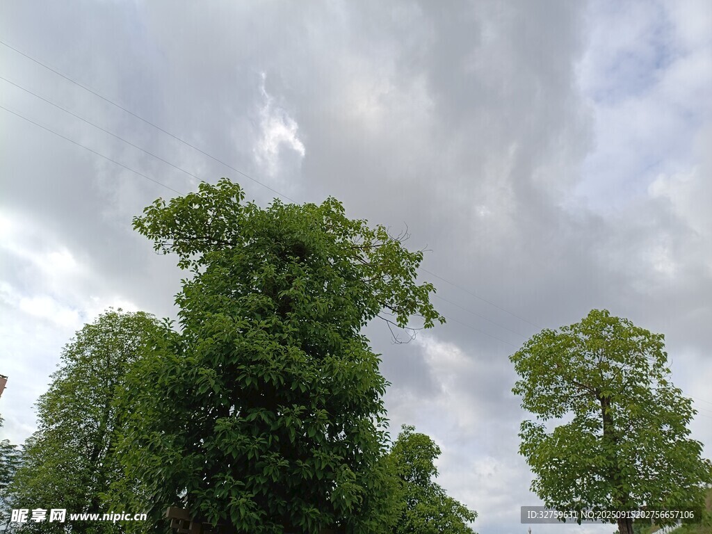 绿树映蓝天的清新景致
