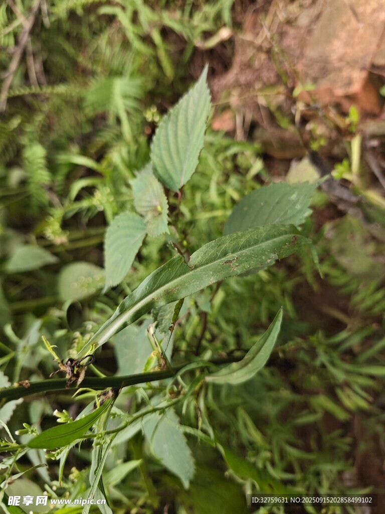 绿叶植物特写