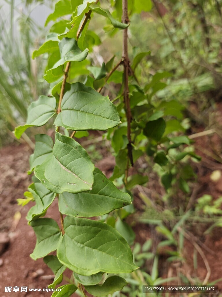 攀爬植物的翠绿叶片