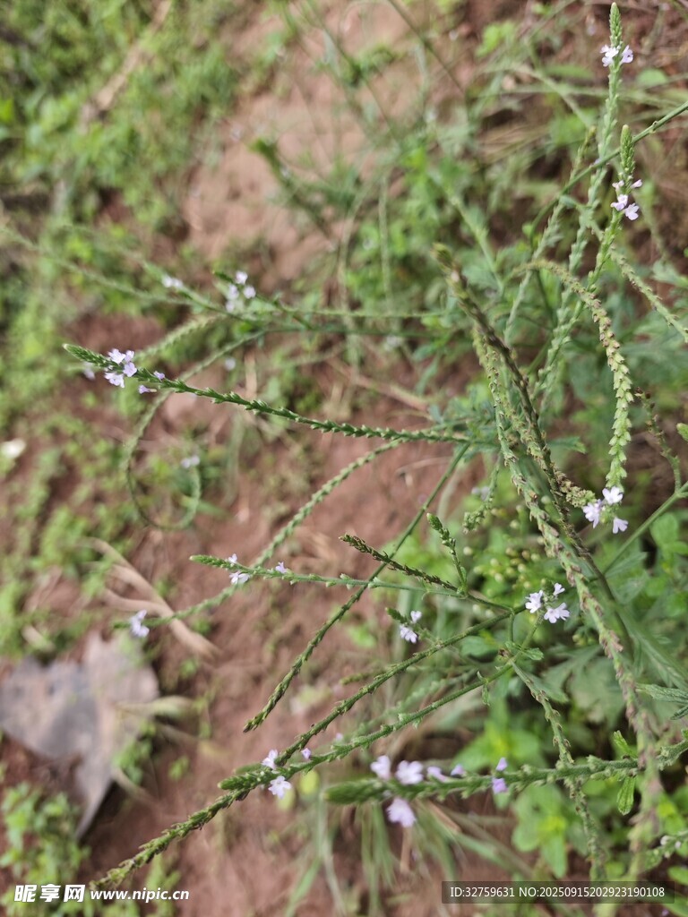 地面的绿色植物与小花