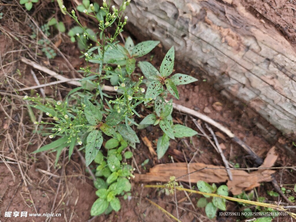 木旁生长的嫩绿植物